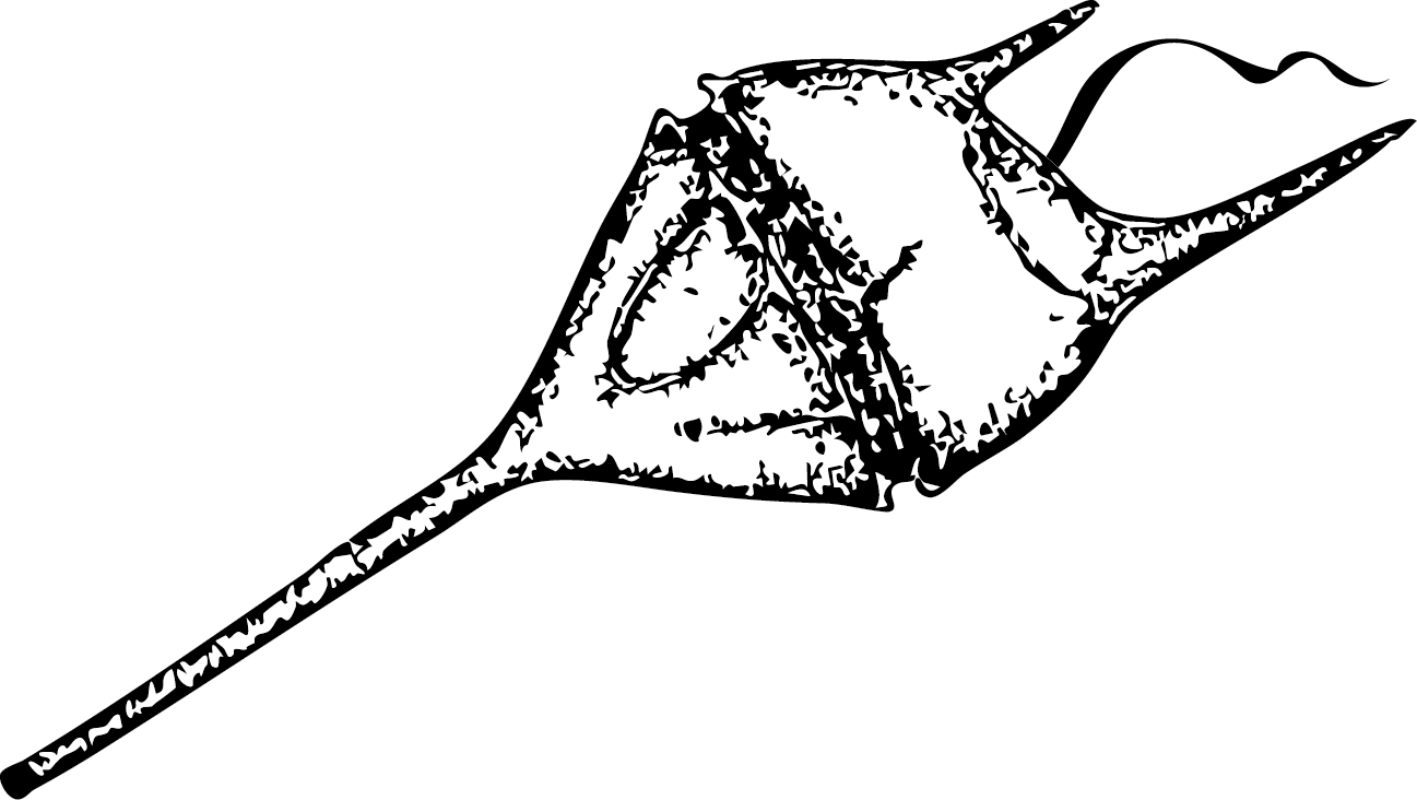 Tripos illustration